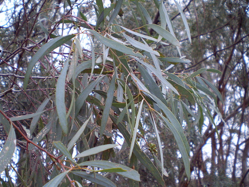 Eucalyptus for oil